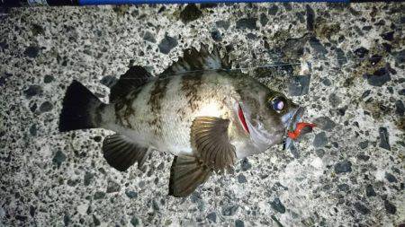 伊根でアジング