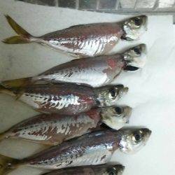 初めて自分で捌いてみた!!