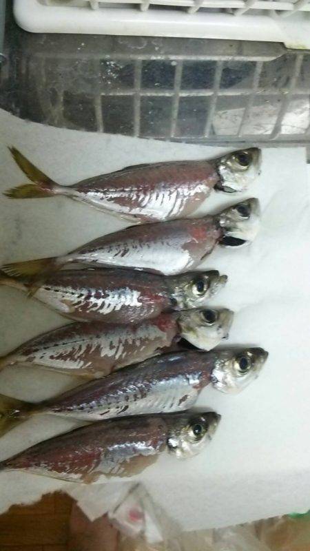 初めて自分で捌いてみた!!