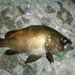 メバルとアコウ