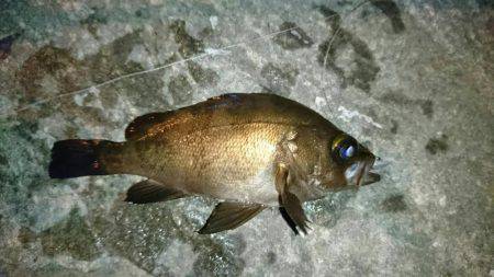 メバルとアコウ