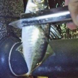 みなとみらいのアジはどうなった!?