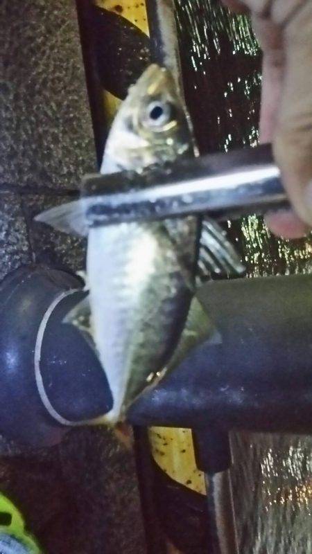 みなとみらいのアジはどうなった!?