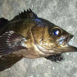 メバルとモンゴウイカ