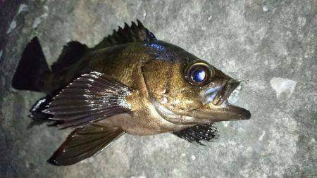 メバルとモンゴウイカ