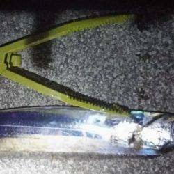 夕間づめのみの釣行