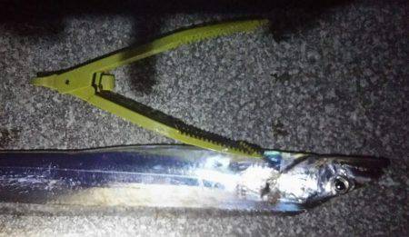 夕間づめのみの釣行