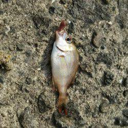 のんびりと投げ釣り