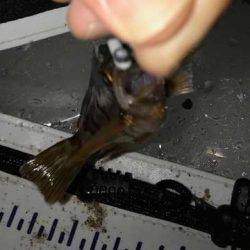 アジング修行でコメバリング