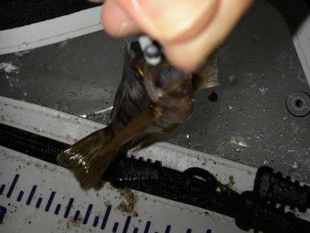 アジング修行でコメバリング