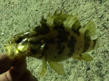 アジが見つからない・・・