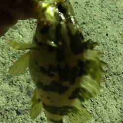 アジが見つからない・・・