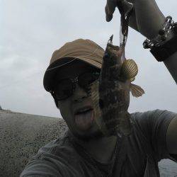 ガシラキジハタハゼ