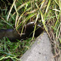 空いた時間で短時間の釣り