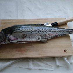 久々のサゴシ！！