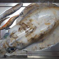 マーメイド浜エギング