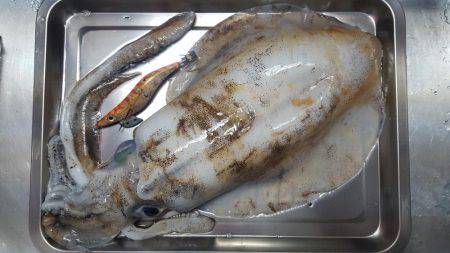 マーメイド浜エギング