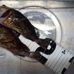 ボートエギング、ボートロック