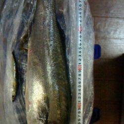 思わぬゲストにびっくり