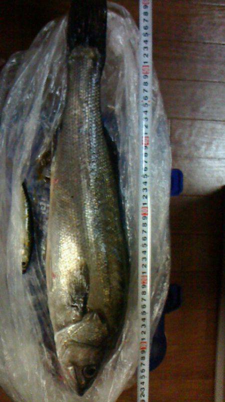 思わぬゲストにびっくり