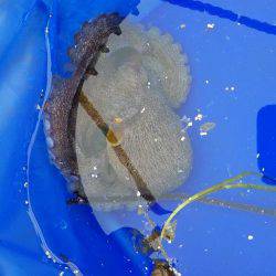 久しぶりの釣り