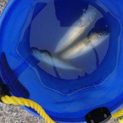 南芦屋浜ベランダ