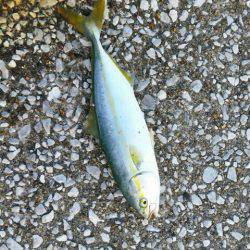 イワシ、子サバ、ツバスGET！！