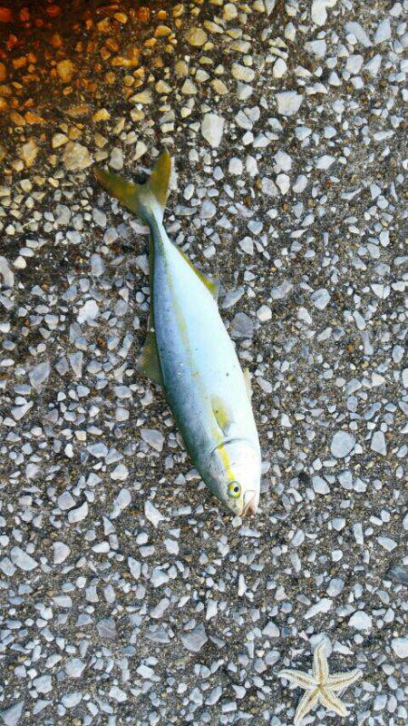 イワシ、子サバ、ツバスGET！！