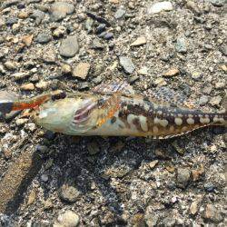 南風が強かった～!!