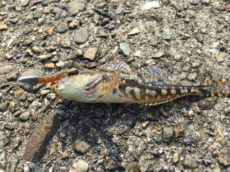 南風が強かった～!!