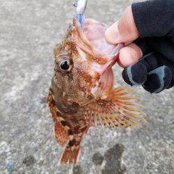 ライトゲーム　カサゴ