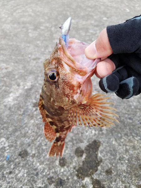 ライトゲーム　カサゴ