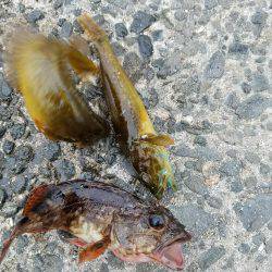 サビキは好調♪