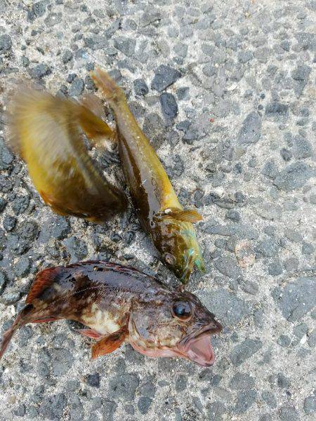 サビキは好調♪