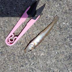 今年初のショアジギ❗