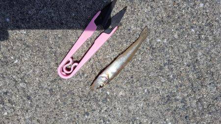 今年初のショアジギ❗