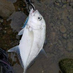 メッキ、エバ、ロウニンアジ40㎝