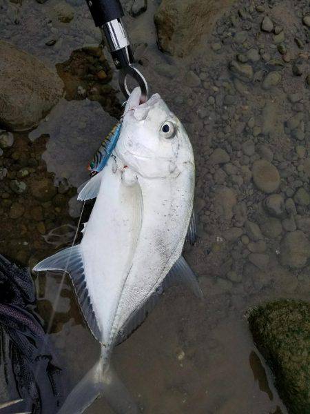 メッキ、エバ、ロウニンアジ40㎝