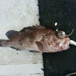 根魚＆イカメタル