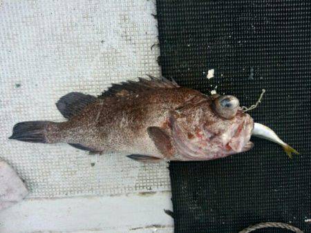 根魚＆イカメタル