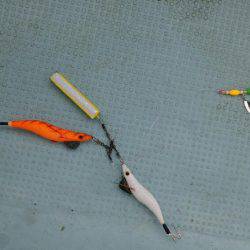 明石のタコ釣り