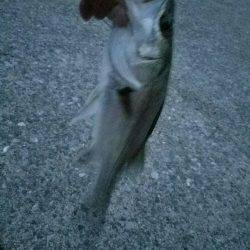 夕方も行ってきました❗