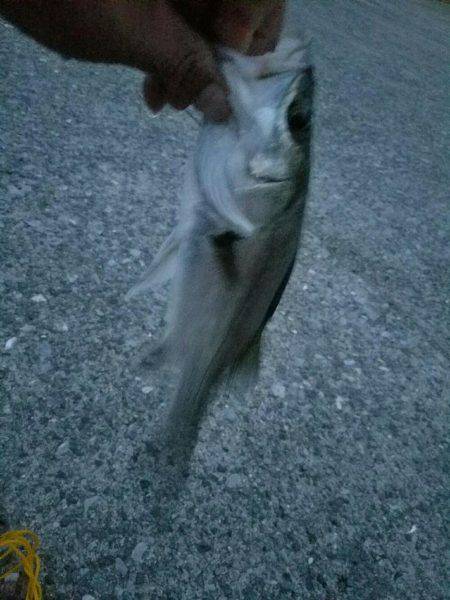 夕方も行ってきました❗