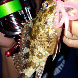 アコウが釣りたいねん‼