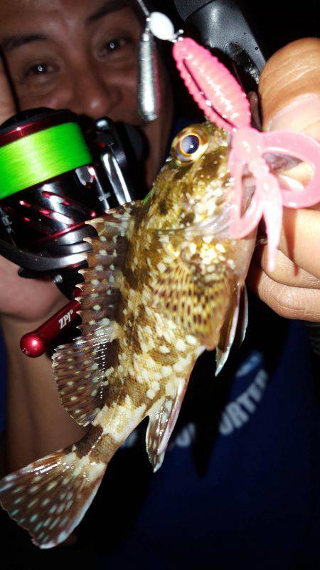 アコウが釣りたいねん‼