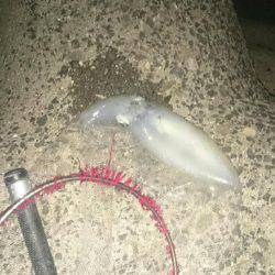 初   春イカ❗❗❗