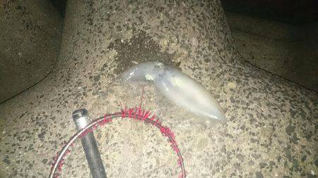 初   春イカ❗❗❗