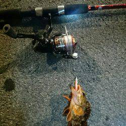 12日夜と13日朝に穴釣りとちょいなげ！