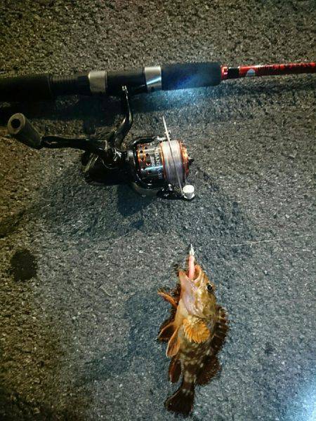 12日夜と13日朝に穴釣りとちょいなげ！