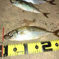 尺鯵登場!自己最高記録!